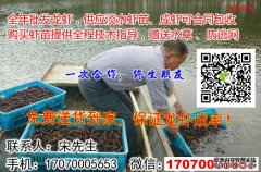 三明市梅列区淡水龙虾虾苗三明水产