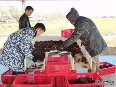 淡水养殖养什么广西桂平发展淡水养殖