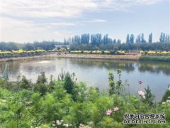贺兰县：走上农作物优质高产水资源高效利用双