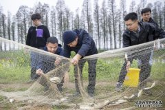适合养殖的淡水鱼更扬云帆立潮头 ——屈