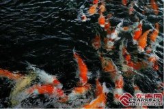 顺昌：小鱼“游”出发展新路 提振渔业发