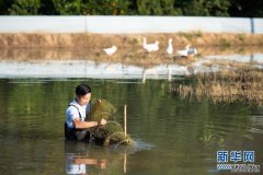 淡水养殖虾图片湖南浏阳：澳洲淡水龙虾养殖助
