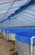 【新春走基层】一桶能养3000斤 广水：一尾鱼“跃