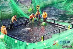 网箱养殖国内商业化量产虹鳟在烟台深海