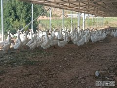 “鹅肥果丰鱼美”！绵阳梓潼创新绿色循环养殖
