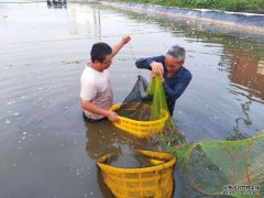 <b>淡水养殖虾有哪些资阳安岳：试养南美白对虾成</b>