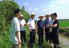 科海渔业向科军调研全域水稻单产提升及千亩稻