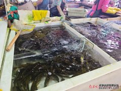 淡水鱼价格最新行情禁渔期结束！新鲜的河鲜供