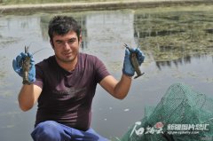 <b>山东日照“东虾西移”成就新疆沙漠龙虾大丰收</b>