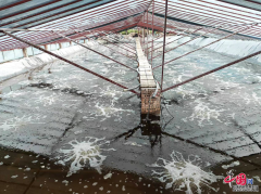 淡水养殖南美白对虾试养成功！资阳安岳南美白
