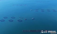 “疆”阔凭鱼跃——新疆三文鱼三产融合