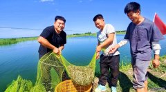 <b>淡水养殖虾有哪些新疆察布查尔县：南美白对虾</b>