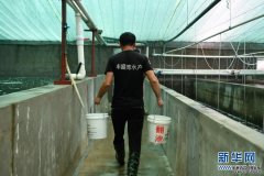淡水虾苗批发市场浙江湖州：虾苗销售忙