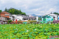 三明泰宁：荷塘花香四溢 引游客争相观赏
