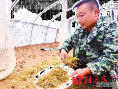 养殖小蚂蚱 拓宽致富路2024-12-07