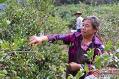 三明泰宁：“金果”满枝头 油茶迎丰收