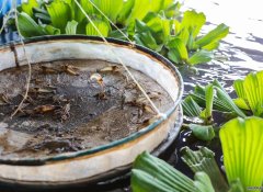 “淡水虾王”在青藏高原成功养殖？养殖