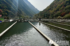 适合养殖的淡水鱼鱼从高原来