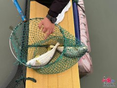 <b>高质量发展调研行丨靠海吃海！高泥村靠“一条</b>