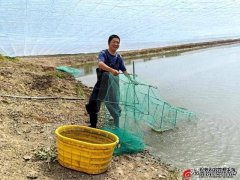 <b>淡水养殖南美白对虾一年两茬 昌吉南美白对虾提</b>