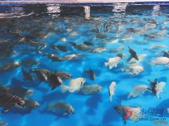 <b>好客山东 好品山东“梦幻之鱼”：明波斑石鲷！</b>